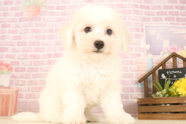 福岡県のビションフリーゼ (Coo&RIKU福岡西店/2025年7月7日生まれ/男の子/ホワイト)の子犬の2枚目の画像