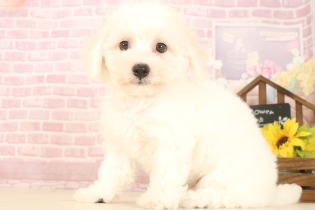 福岡県のビションフリーゼ (Coo&RIKU福岡西店/2025年7月7日生まれ/男の子/ホワイト)の子犬の3枚目の画像