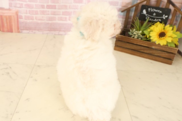 福岡県のビションフリーゼ (Coo&RIKU福岡西店/2025年7月7日生まれ/男の子/ホワイト)の子犬の4枚目の画像