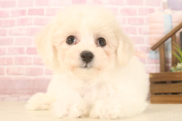 鹿児島県のビションフリーゼ (Coo&RIKU鹿児島店/2025年7月7日生まれ/女の子/ホワイト)の子犬の1枚目の画像