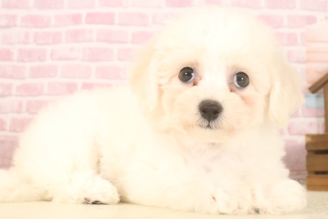 鹿児島県のビションフリーゼ (Coo&RIKU鹿児島店/2025年7月7日生まれ/女の子/ホワイト)の子犬の2枚目の画像