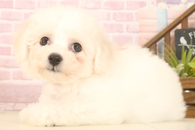 鹿児島県のビションフリーゼ (Coo&RIKU鹿児島店/2025年7月7日生まれ/女の子/ホワイト)の子犬の3枚目の画像