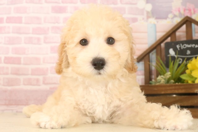 熊本県のトイプードル(トイ) (Coo&RIKUイオンモール宇城店/2025年7月4日生まれ/男の子/クリーム)の子犬