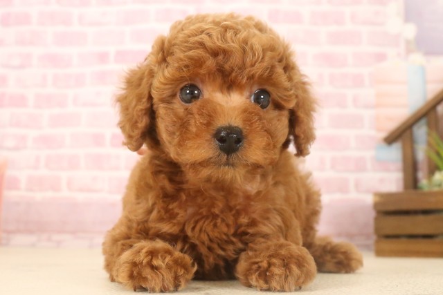 佐賀県のトイプードル(トイ) (Coo&RIKU佐賀神埼店/2025年7月8日生まれ/女の子/レッド)の子犬の1枚目の画像