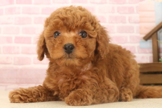 佐賀県のトイプードル(トイ) (Coo&RIKU佐賀神埼店/2025年7月8日生まれ/女の子/レッド)の子犬の3枚目の画像