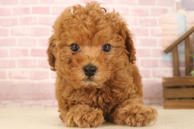 熊本県のトイプードル(トイ) (Coo&RIKU熊本店/2025年7月8日生まれ/男の子/レッド)の子犬