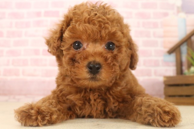 鹿児島県のトイプードル(トイ) (Coo&RIKU霧島店/2025年7月8日生まれ/男の子/レッド)の子犬の1枚目の画像