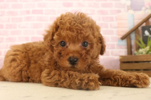 鹿児島県のトイプードル(トイ) (Coo&RIKU霧島店/2025年7月8日生まれ/男の子/レッド)の子犬の2枚目の画像