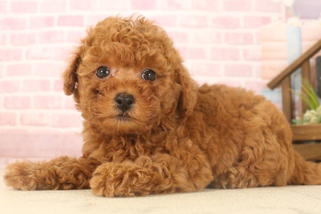 鹿児島県のトイプードル(トイ) (Coo&RIKU霧島店/2025年7月8日生まれ/男の子/レッド)の子犬の3枚目の画像