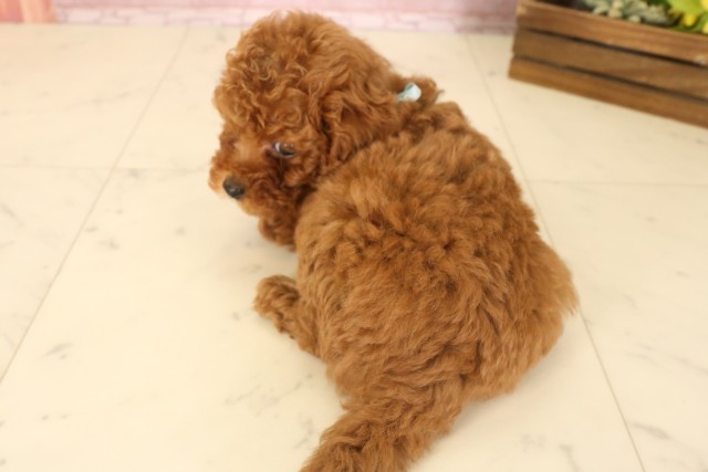 鹿児島県のトイプードル(トイ) (Coo&RIKU霧島店/2025年7月8日生まれ/男の子/レッド)の子犬の4枚目の画像