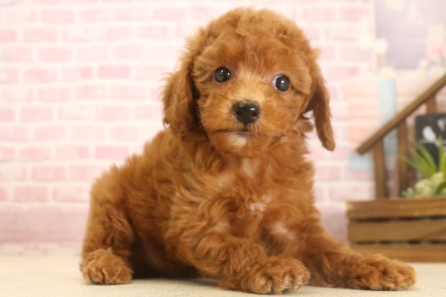 福岡県のトイプードル(トイ) (Coo&RIKU黒崎店/2025年7月7日生まれ/女の子/レッド)の子犬の2枚目の画像
