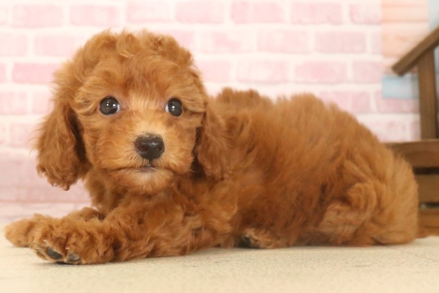 福岡県のトイプードル(トイ) (Coo&RIKU黒崎店/2025年7月7日生まれ/女の子/レッド)の子犬の3枚目の画像
