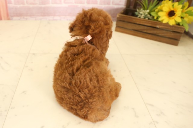 福岡県のトイプードル(トイ) (Coo&RIKU黒崎店/2025年7月7日生まれ/女の子/レッド)の子犬の4枚目の画像
