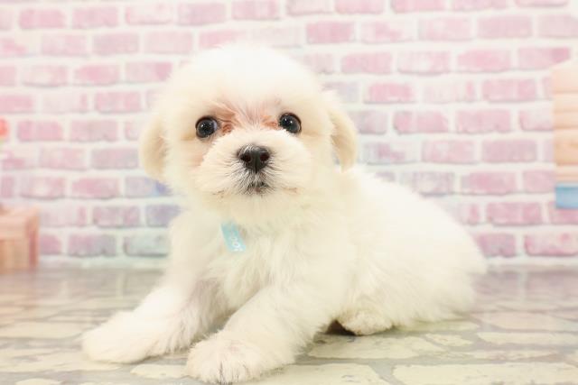 東京都のマルチーズ (Coo&RIKU秋葉原店/2025年7月7日生まれ/男の子/ホワイト)の子犬の2枚目の画像