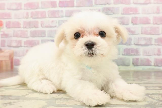 東京都のマルチーズ (Coo&RIKU秋葉原店/2025年7月7日生まれ/男の子/ホワイト)の子犬の3枚目の画像