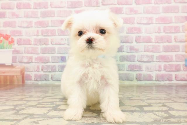 東京都のマルチーズ (Coo&RIKU下北沢店/2025年7月7日生まれ/男の子/ホワイト)の子犬の1枚目の画像