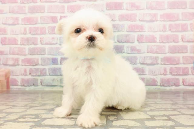 東京都のマルチーズ (Coo&RIKU下北沢店/2025年7月7日生まれ/男の子/ホワイト)の子犬の2枚目の画像