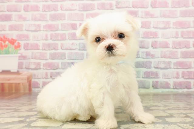 東京都のマルチーズ (Coo&RIKU下北沢店/2025年7月7日生まれ/男の子/ホワイト)の子犬の3枚目の画像