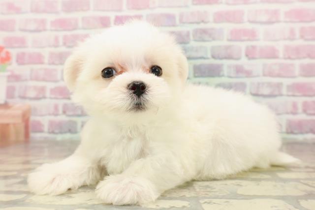 東京都のマルチーズ (Coo&RIKU新小岩店/2025年7月7日生まれ/男の子/ホワイト)の子犬の2枚目の画像