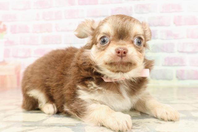 静岡県のチワワ(ロング) (Coo&RIKU富士店/2025年7月8日生まれ/女の子/チョコレートタン)の子犬の3枚目の画像