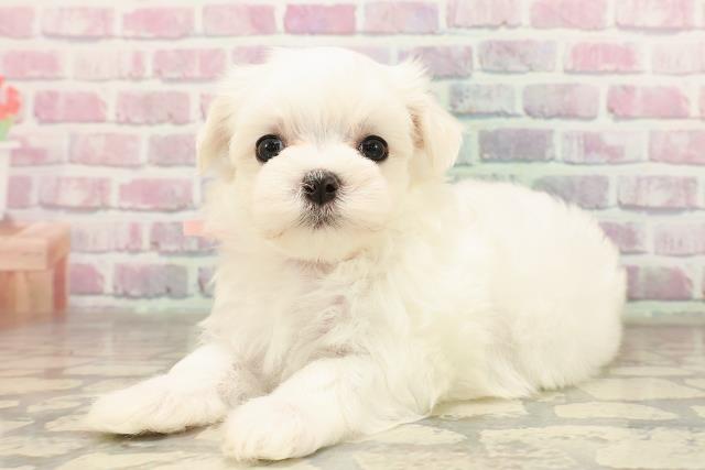 東京都のマルチーズ (Coo&RIKU広尾店/2025年7月7日生まれ/女の子/ホワイト)の子犬の2枚目の画像