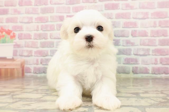 東京都のマルチーズ (Coo&RIKUフレスポ住吉店/2025年7月7日生まれ/男の子/ホワイト)の子犬の1枚目の画像