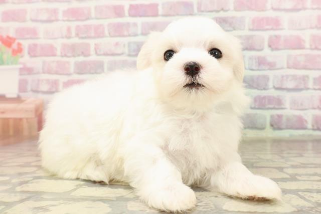 東京都のマルチーズ (Coo&RIKUフレスポ住吉店/2025年7月7日生まれ/男の子/ホワイト)の子犬の3枚目の画像