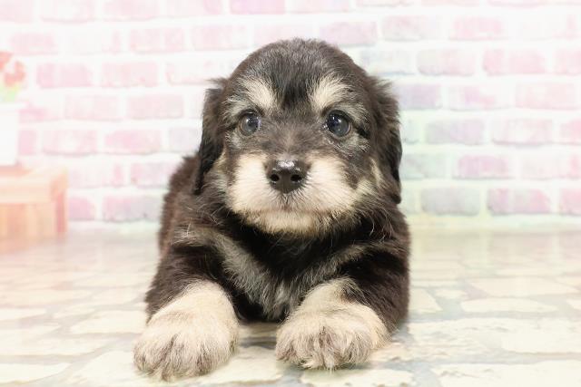 神奈川県のハーフ犬・ミックス犬 (Coo&RIKU横須賀店/2025年7月7日生まれ/男の子/ブラッククリーム)の子犬の1枚目の画像