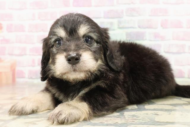 神奈川県のハーフ犬・ミックス犬 (Coo&RIKU横須賀店/2025年7月7日生まれ/男の子/ブラッククリーム)の子犬の2枚目の画像