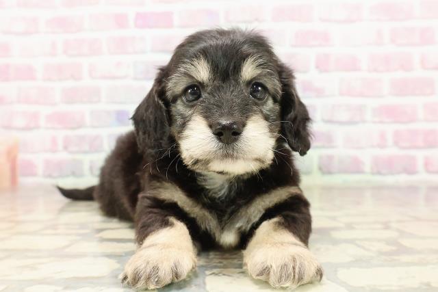 神奈川県のハーフ犬・ミックス犬 (Coo&RIKU平塚店/2025年7月7日生まれ/男の子/ブラッククリーム)の子犬の1枚目の画像