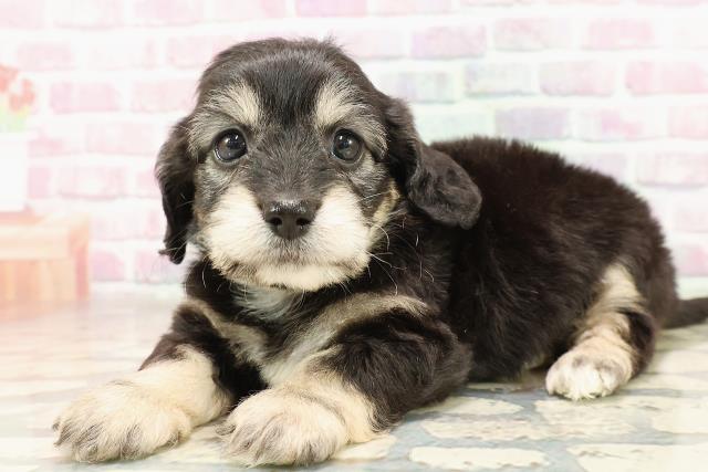 神奈川県のハーフ犬・ミックス犬 (Coo&RIKU平塚店/2025年7月7日生まれ/男の子/ブラッククリーム)の子犬の2枚目の画像