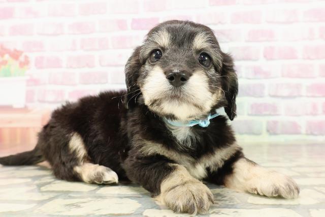 神奈川県のハーフ犬・ミックス犬 (Coo&RIKU平塚店/2025年7月7日生まれ/男の子/ブラッククリーム)の子犬の3枚目の画像