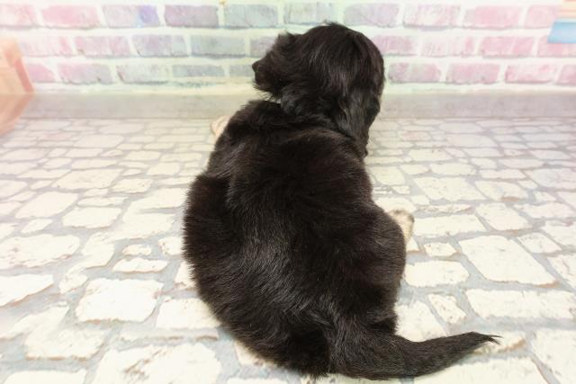 神奈川県のハーフ犬・ミックス犬 (Coo&RIKU平塚店/2025年7月7日生まれ/男の子/ブラッククリーム)の子犬の4枚目の画像