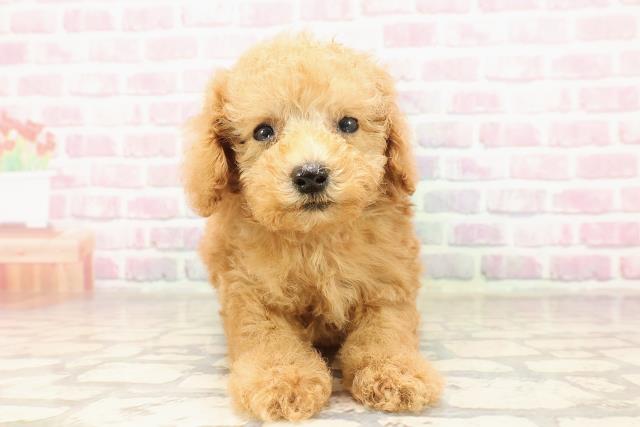 東京都のトイプードル(トイ) (Coo&RIKU東久留米店/2025年7月8日生まれ/男の子/アプリコット)の子犬の1枚目の画像