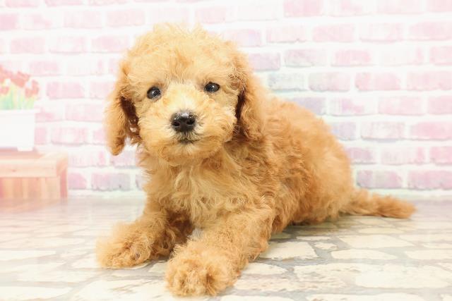 東京都のトイプードル(トイ) (Coo&RIKU東久留米店/2025年7月8日生まれ/男の子/アプリコット)の子犬の2枚目の画像