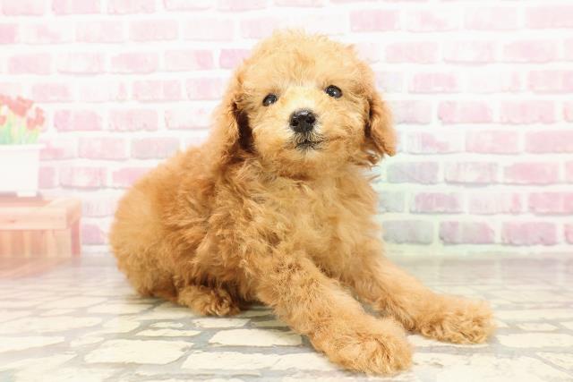 東京都のトイプードル(トイ) (Coo&RIKU東久留米店/2025年7月8日生まれ/男の子/アプリコット)の子犬の3枚目の画像