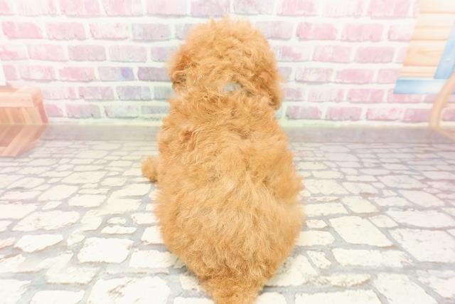 東京都のトイプードル(トイ) (Coo&RIKU東久留米店/2025年7月8日生まれ/男の子/アプリコット)の子犬の4枚目の画像