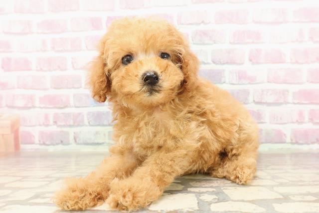 東京都のトイプードル(トイ) (Coo&RIKU下北沢店/2025年7月8日生まれ/女の子/アプリコット)の子犬の2枚目の画像