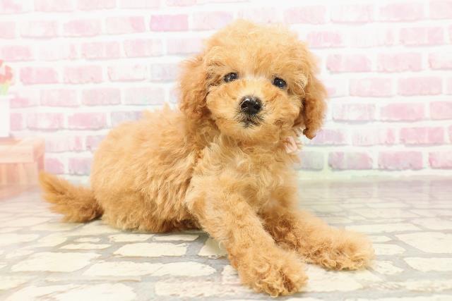 東京都のトイプードル(トイ) (Coo&RIKU下北沢店/2025年7月8日生まれ/女の子/アプリコット)の子犬の3枚目の画像