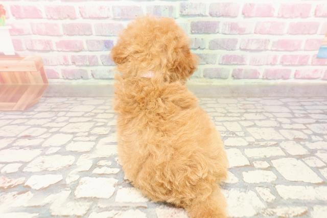 東京都のトイプードル(トイ) (Coo&RIKU下北沢店/2025年7月8日生まれ/女の子/アプリコット)の子犬の4枚目の画像
