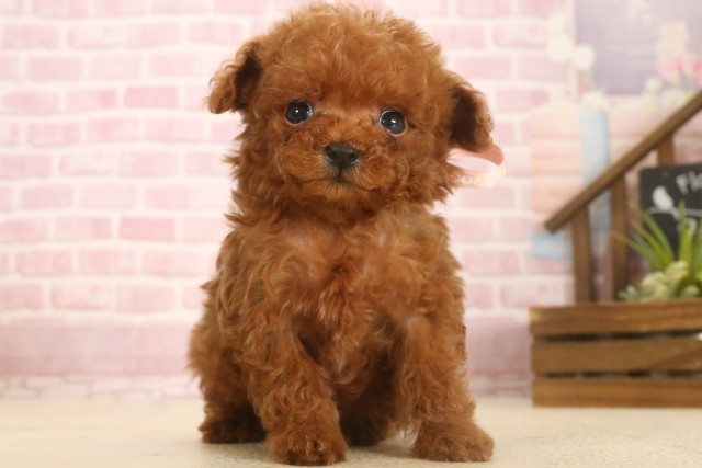 福岡県のティーカッププードル (Coo&RIKU小倉店/2025年7月4日生まれ/女の子/レッド)の子犬の1枚目の画像