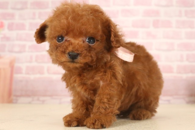 福岡県のティーカッププードル (Coo&RIKU小倉店/2025年7月4日生まれ/女の子/レッド)の子犬の3枚目の画像
