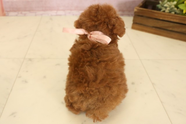 福岡県のティーカッププードル (Coo&RIKU小倉店/2025年7月4日生まれ/女の子/レッド)の子犬の4枚目の画像