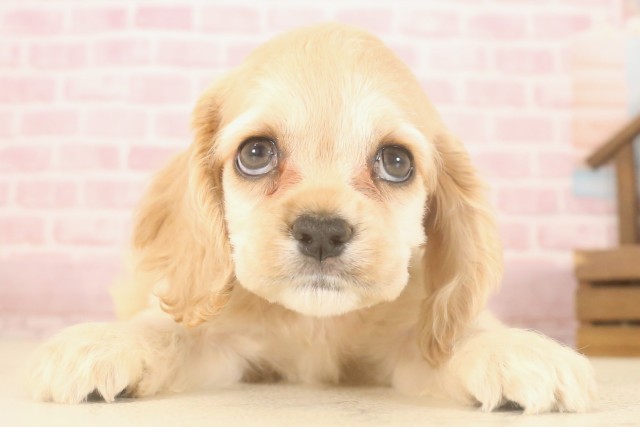 福岡県のアメリカンコッカースパニエル (Coo&RIKU小倉店/2025年7月7日生まれ/女の子/バフ)の子犬の1枚目の画像