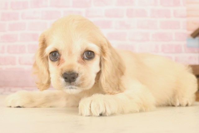 福岡県のアメリカンコッカースパニエル (Coo&RIKU小倉店/2025年7月7日生まれ/女の子/バフ)の子犬の3枚目の画像