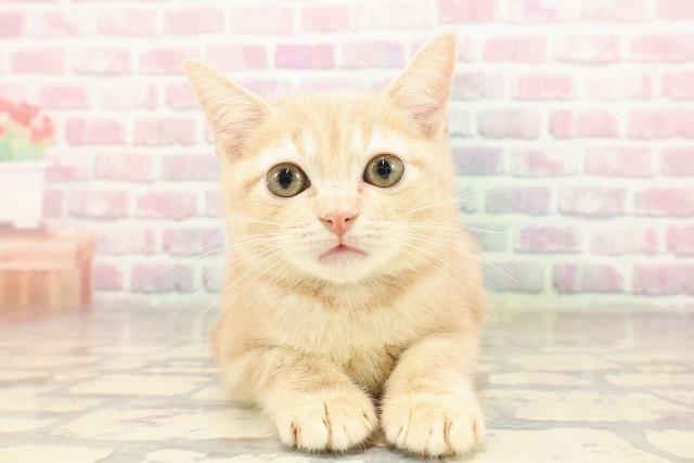 静岡県のアメリカンショートヘアー (Coo&RIKU沼津店/2025年7月7日生まれ/女の子/クリームタビー)の子猫