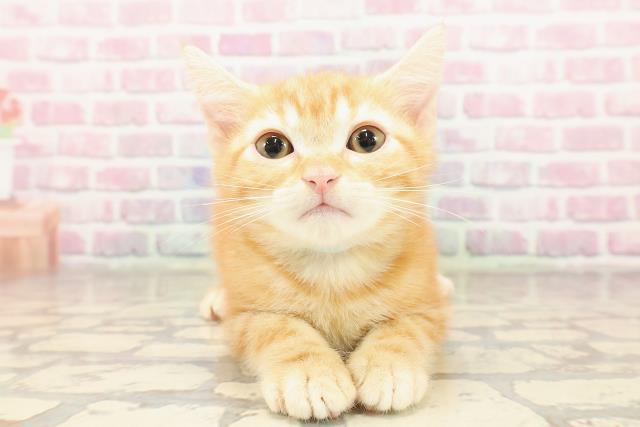 茨城県のアメリカンショートヘアー (Coo&RIKU牛久店/2025年7月9日生まれ/男の子/レッドタビー)の子猫