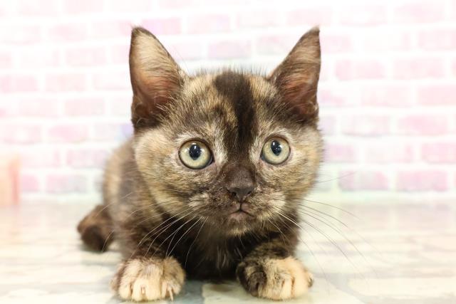 2797 外国切手 海外国々 ペット 猫 ねこ 色々 銷印有 18種まとめ 7212 外国切手 トルクメニスタン 1997年 猫 6V - メルカリ