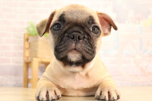 愛知県のフレンチブルドッグ (Coo&RIKU東海一宮店/2025年7月9日生まれ/男の子/フォーン)の子犬の1枚目の画像