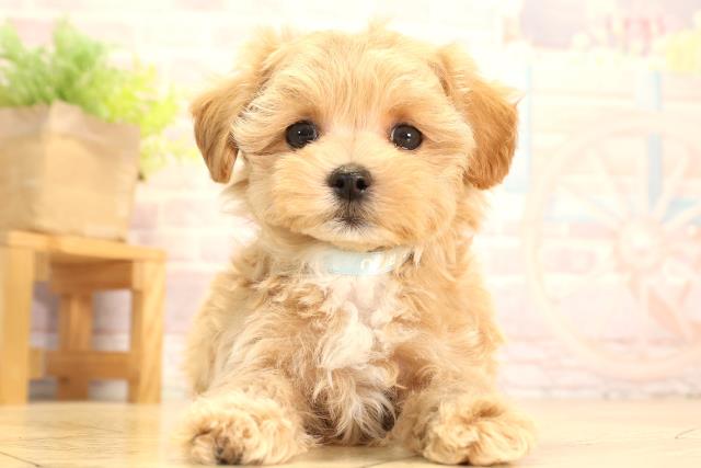 岐阜県のマルプー(マルチーズ×プードル) (Coo&RIKU岐南店/2025年7月8日生まれ/男の子/アプリコット)の子犬